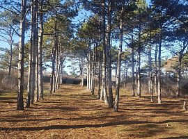 Севастополь, садоводческое некоммерческое товарищество Южное